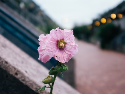 كيف يمكنك الحصول على سماعات الأذن i11 للتشويش